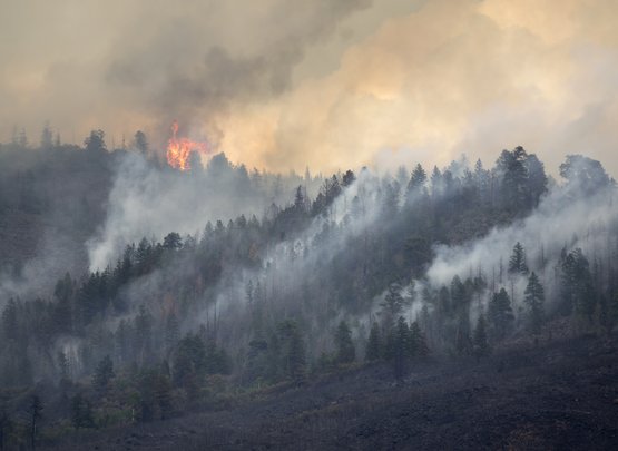 Wieso Waldbrände die Verbreitung von Asthma fördern