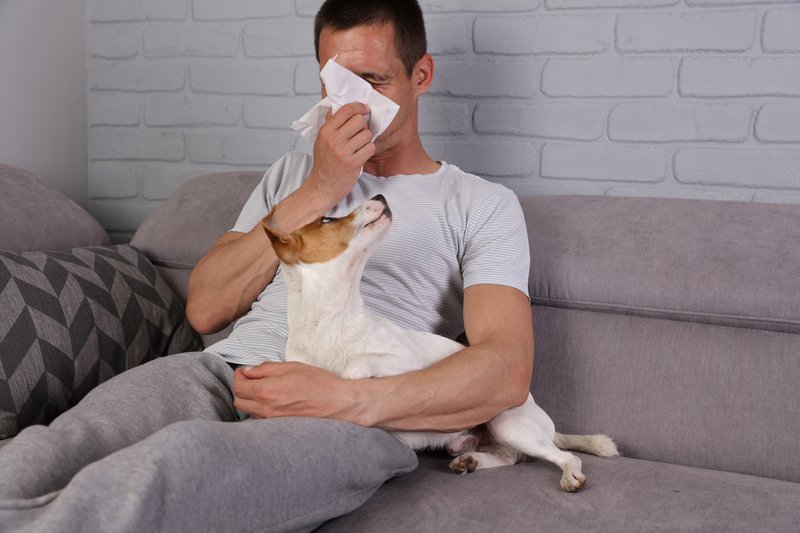 Allergie Schnupfen Hund