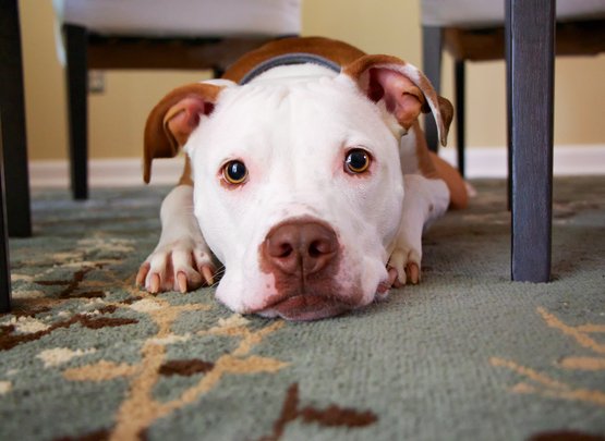 Hundeallergie: Ausschließlich Rüden könnten der Auslöser sein 